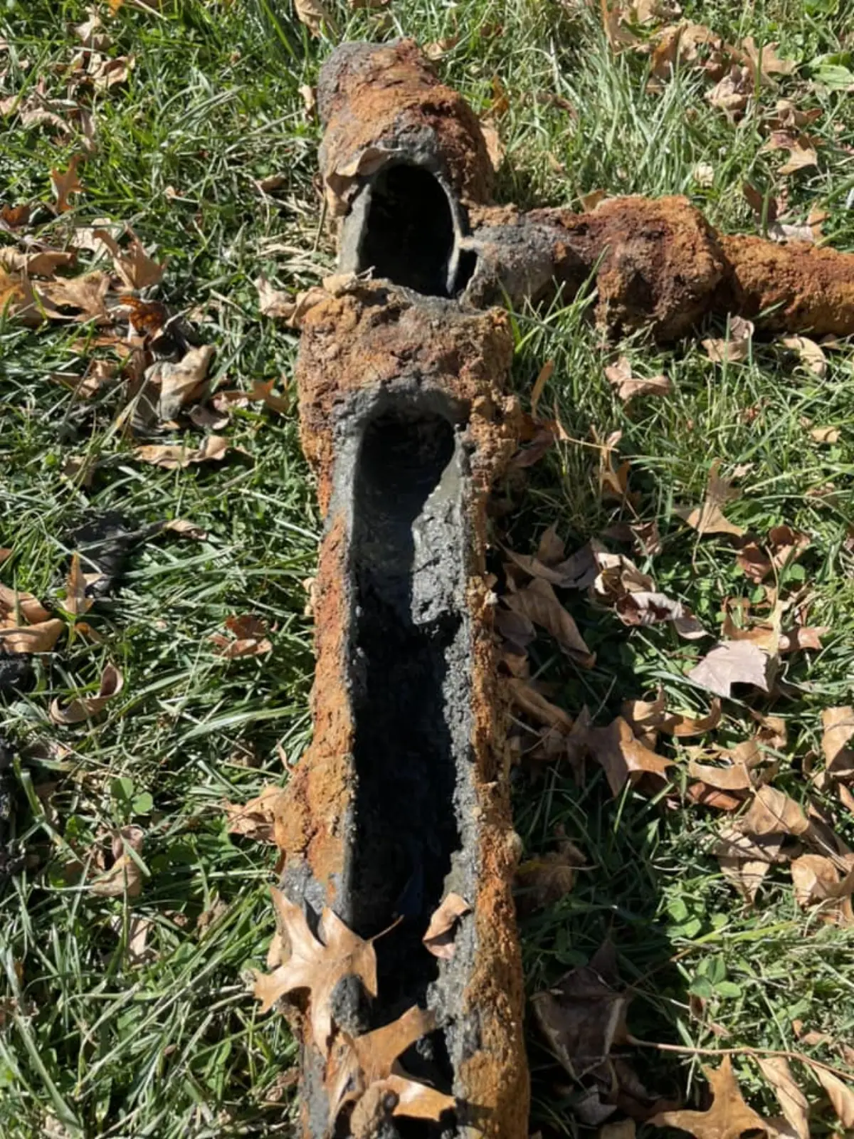 A heavily root-blocked clay sewer lateral pulled out for replacement.